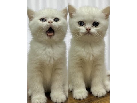 Anne British Shorthair, Baba Exotic Shorthair