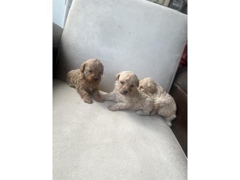 Sıfır Numara Maltipoo Ve Poodle Yavrular