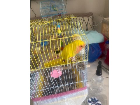 Sultan (Cennet) Papağanlarımıza Yuva Arıyoruz