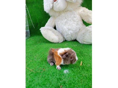 Sevimli Guinea Pig Yavruları