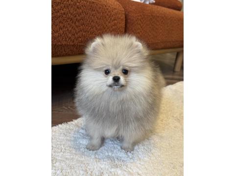 Orange Üst Düzey Erkek Pomeranian Boo