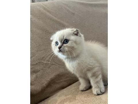 Scottish Fold Erkek Bebek
