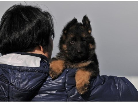 Alman Çoban Köpeği Yavrularımız