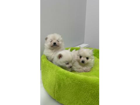 Uygun Pomeranian Yavru Köpekler