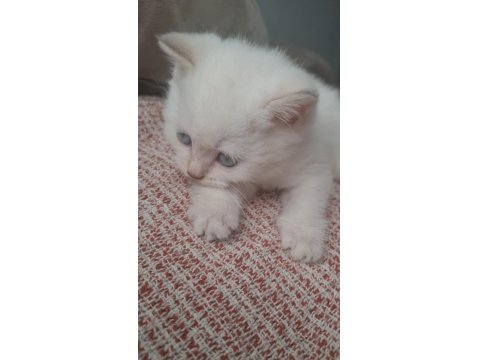Bembeyaz Mavi Gözlü Dişi British Shorthair Yavru