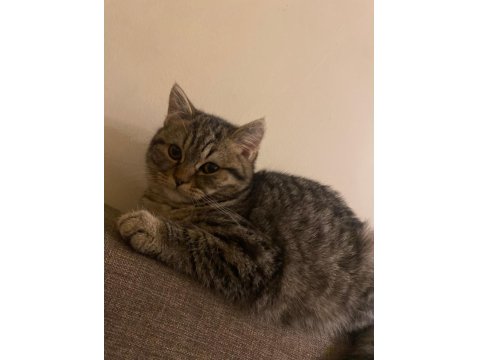 Dost Canlısı Erkek Avrupa Kedisi 6 Aylık
