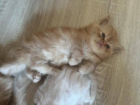 40 Günlük İran Kedisi Yavrular