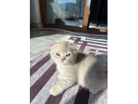 Kusursuz Güzellik Scottish Fold Yavrular