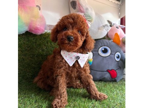 Safkan Toy Poodle Yavrularımız