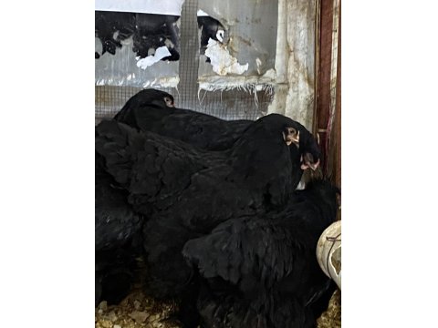 Black Brahma Kuluçkalık Yumurta