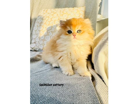 Saf Kanlı British Longhair Kedi