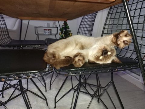 Safkan Dişi British Colorpoint