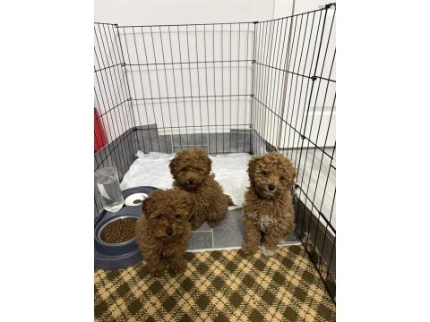 Toy Poodle Dişi Ve Erkek Teslime Hazır Yavrular