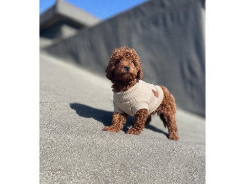 Koyu Kırmızı Poodle Yavru