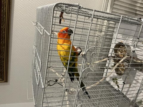 Güneş Konur Papağanımız