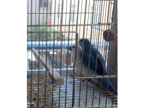 Mutasyon Monk Papağanı 3 Yaşında