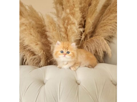 Dünya Tatlısı Saf Kan Golden British Longhair