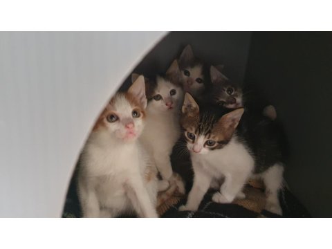 Van Kedisi Kırması 5 Tane Yavru Kedimiz