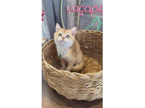 Safkan Scottish Yavrular Teslime Hazır