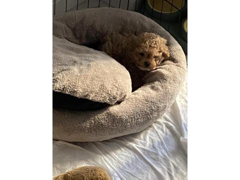 10.02.2026 Doğumlu Yavru Toy Poodle Erkek