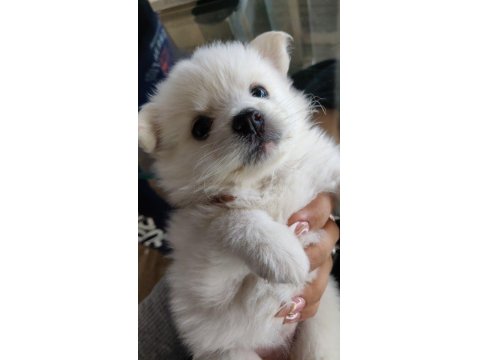 60-65 Günlük Dişi Erkek Samoyed Yavrularımız