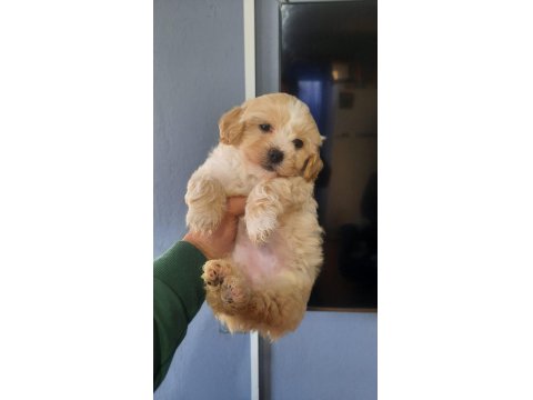 Ev Ortamında Bakılmış Maltipoo Yavrular