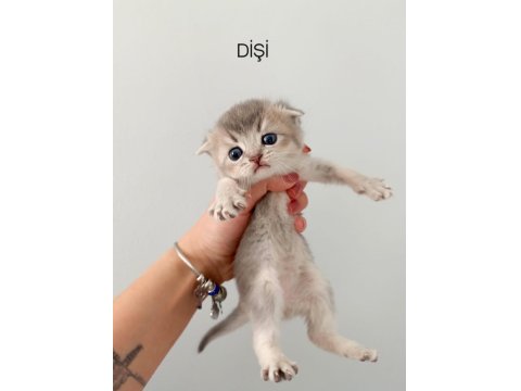 Scottish Fold Yavrularımız