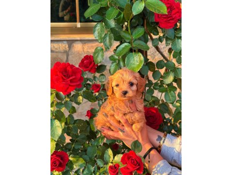 Üst Kalite Maltipoo Yavrularımız