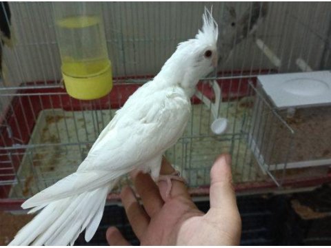 10 Günlük Yavru Heawy Albino Pied Lutino Sultan Papağanı Yavruları