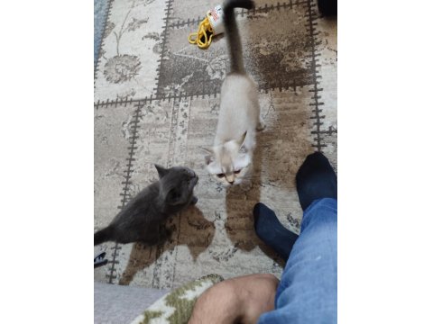 2.5 Aylık Dişi British