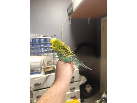 Show Muhabbet Kuşu 2025