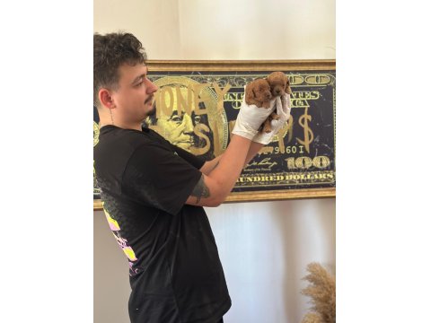 Toy Poodle Yavrularimiz