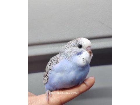 Yavru Konuşturmak İçin Eğitim Verilecek Muhabbet Kuşlar