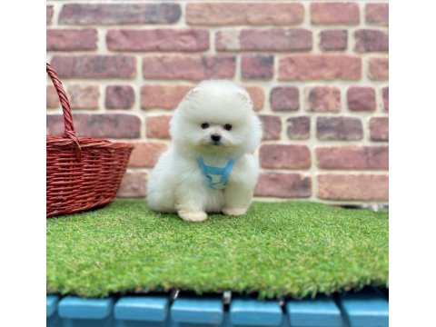 Safkan Pomeranian Boo Köpeklerimiz