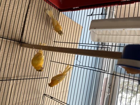 Genç 2025 Doğumlu Yavru Kanaryalar