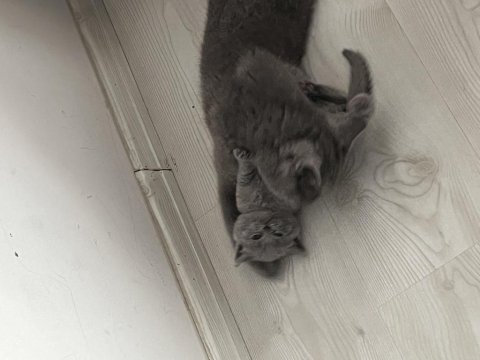 Lokum British Bebeklerimiz