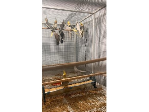 Eylül Ayından Haziran Ayına Kadar Her Türlü Sultan Yavru Mevcuttur