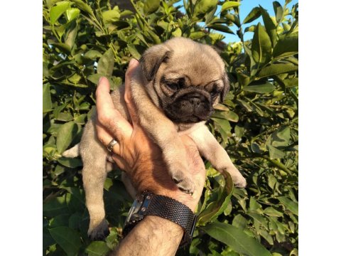 Hamburger Surat Gül Kuyruk Pug