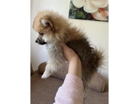 Pomeranian Spitz Yavrular