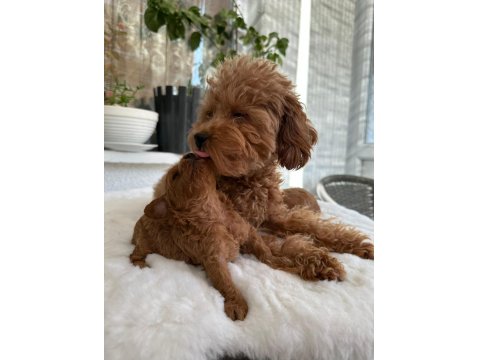 Orijinal Tea Cup Poodle