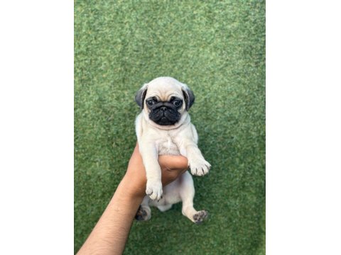 Aa+ Kalite Hamburger Surat Pug Mops Yavrular