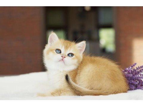 British Shorthair Golden Yavrular