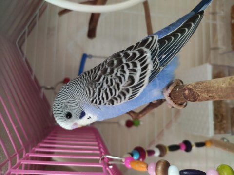 Yeni Yeme Düşmüş Yavru Muhabbet Kuşu Yeni Yuva Aranıyor