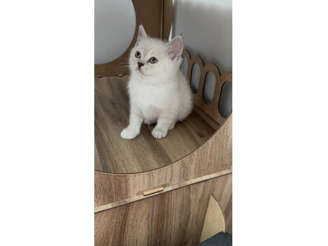 Bakımları Özenle Yapılmış British Shorthair Yavrular