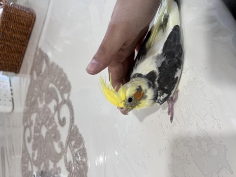 Wifi Kırması Sultan Papağanı Yavrular