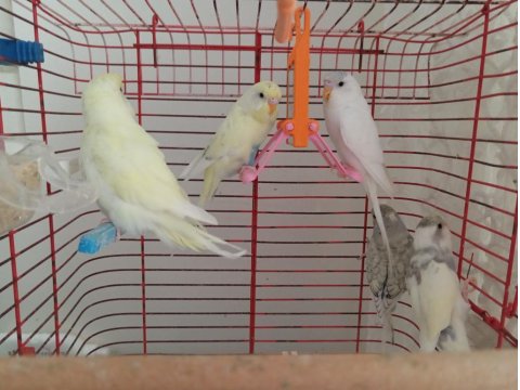 Eğitilmiş Muhabbet Kuşlar