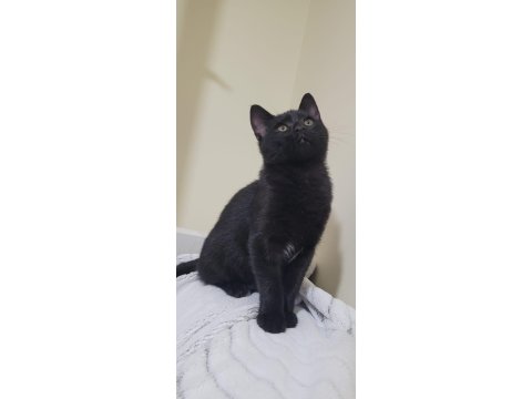 Kömür Gibi Kedimize Acil Yuva