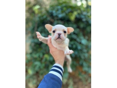 Muhteşem Yüzlü French Bulldog Yavrularımız