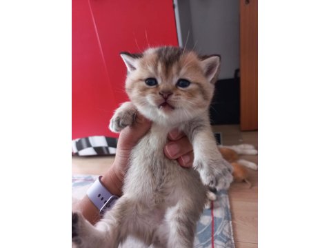 Golden British Shorthair Bebekler