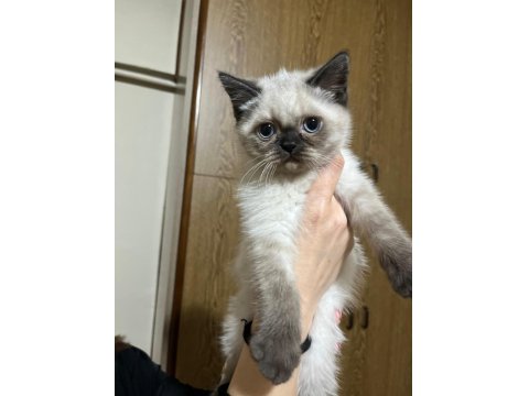 British Shorthair Yavrularımız Yeni Yuvalarını Arıyor